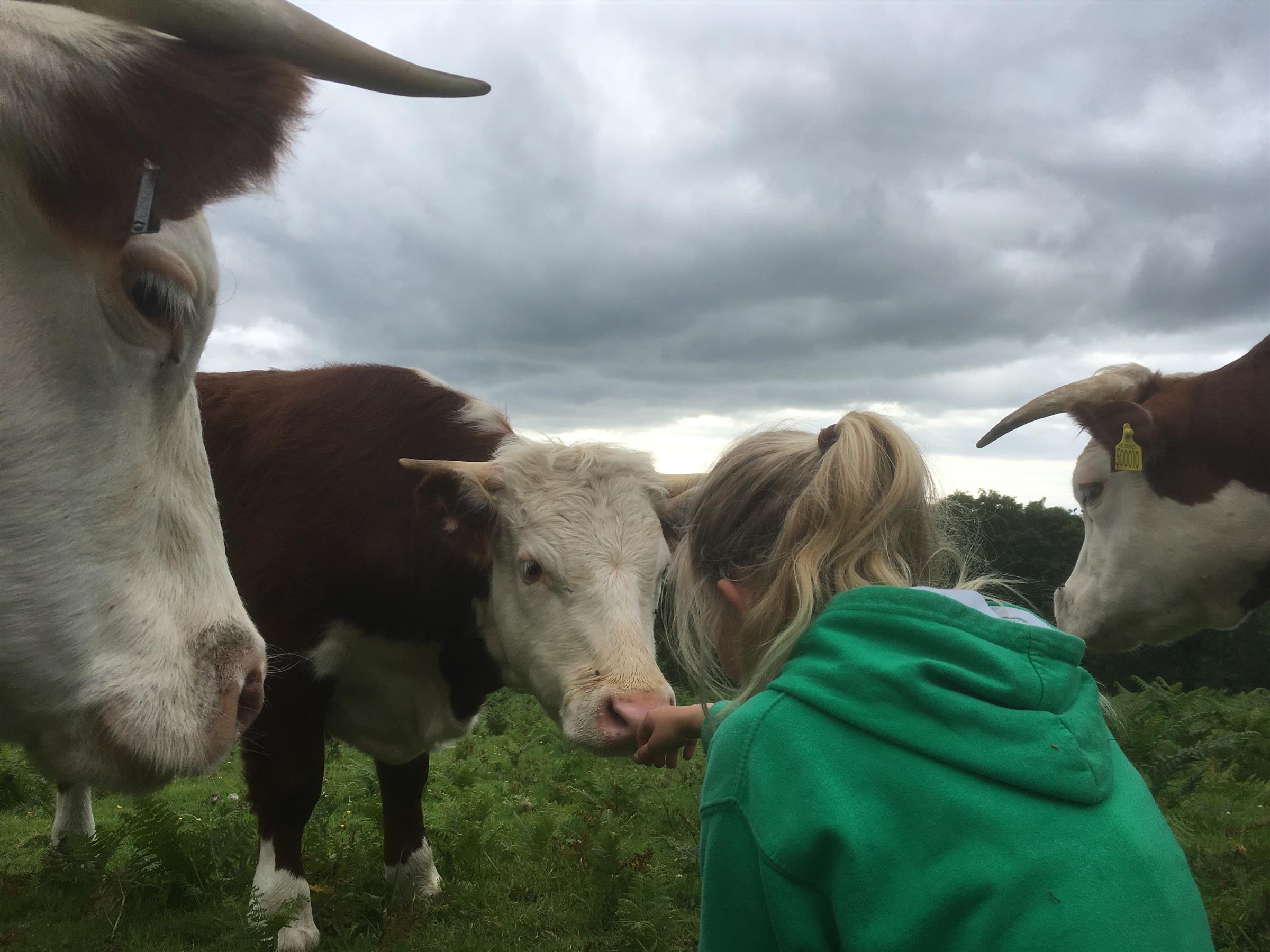 Traditional Hereford Cows at Sunnybank Farm