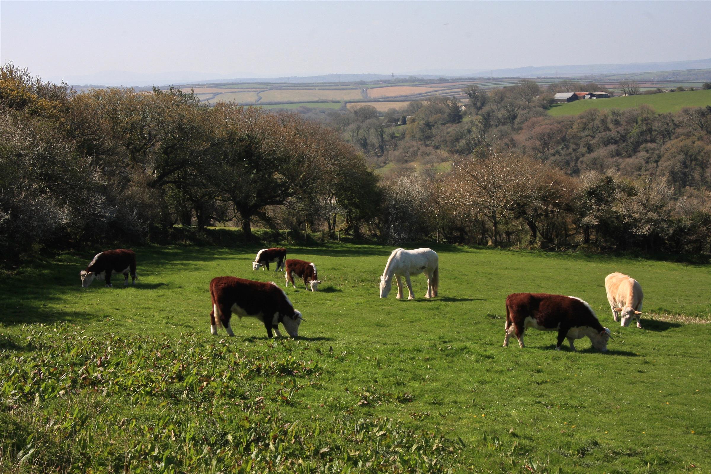 Traditional Hereford Cows and our beautiful Shire horse grazing