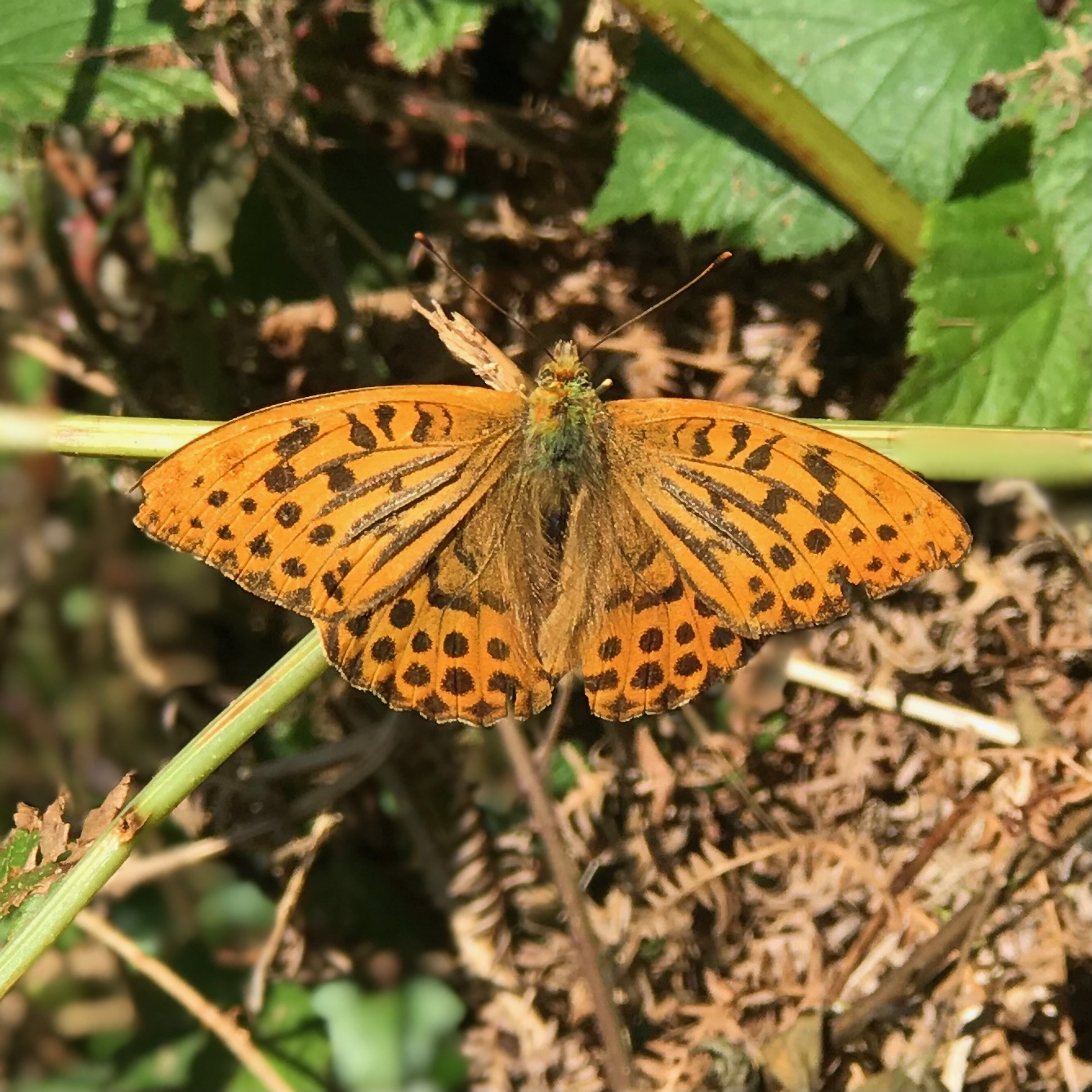 Home to the rare Pearl Bordered Fritillary Buterfly