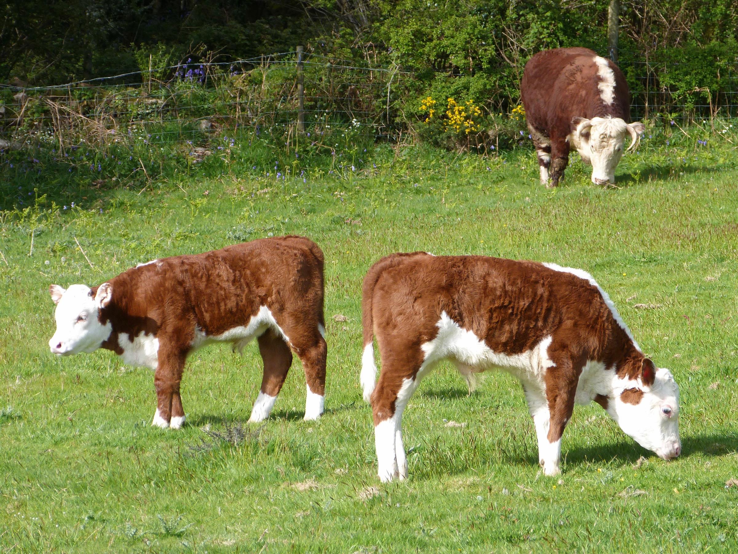 Hereford calves in spring