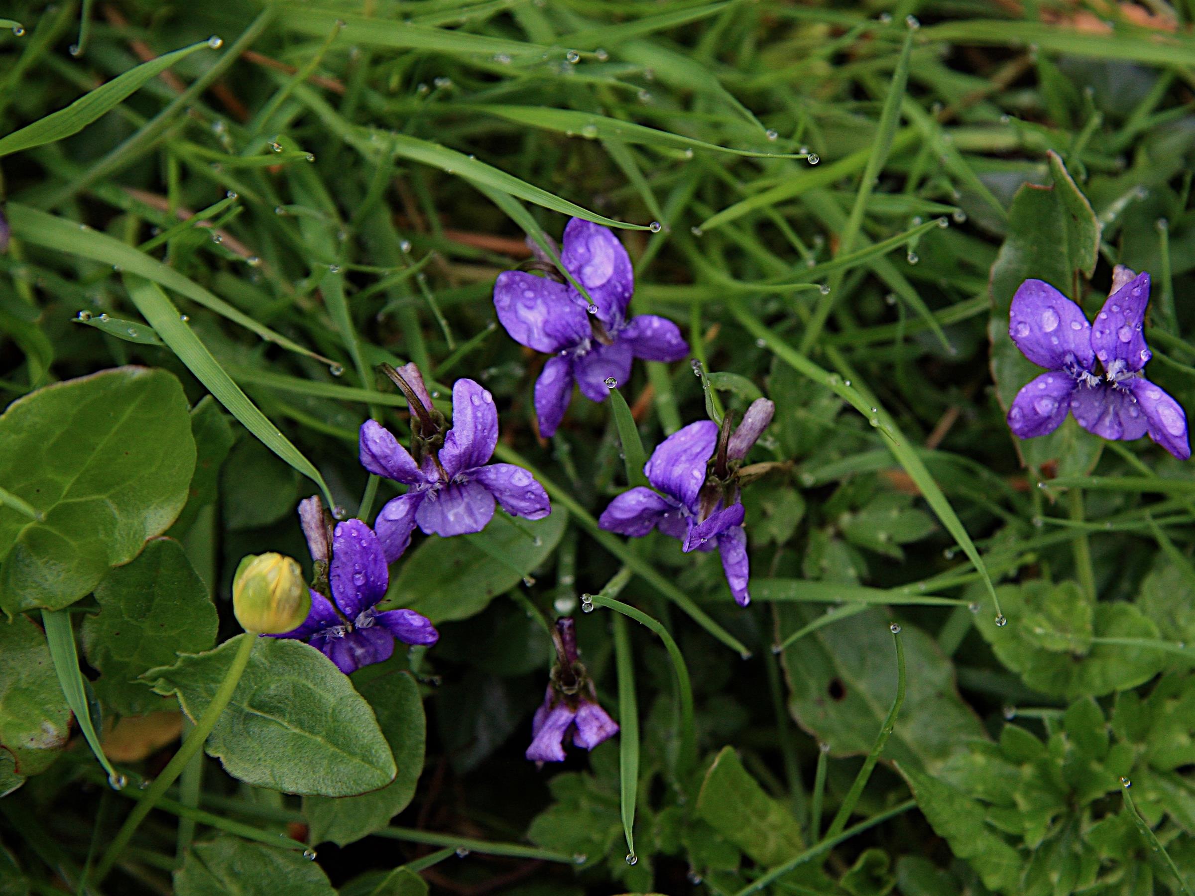 Violets in spring, the food plant of the rare fritillary caterpillar