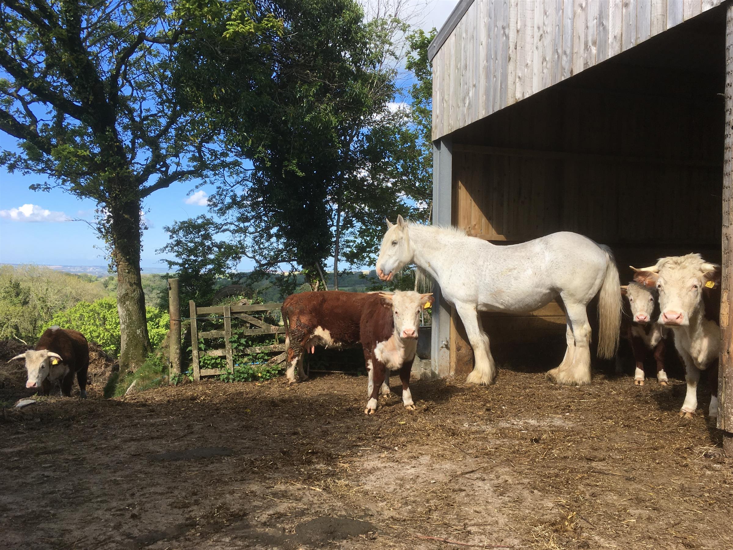 Hereford Cows and Shire Horse in the Yard