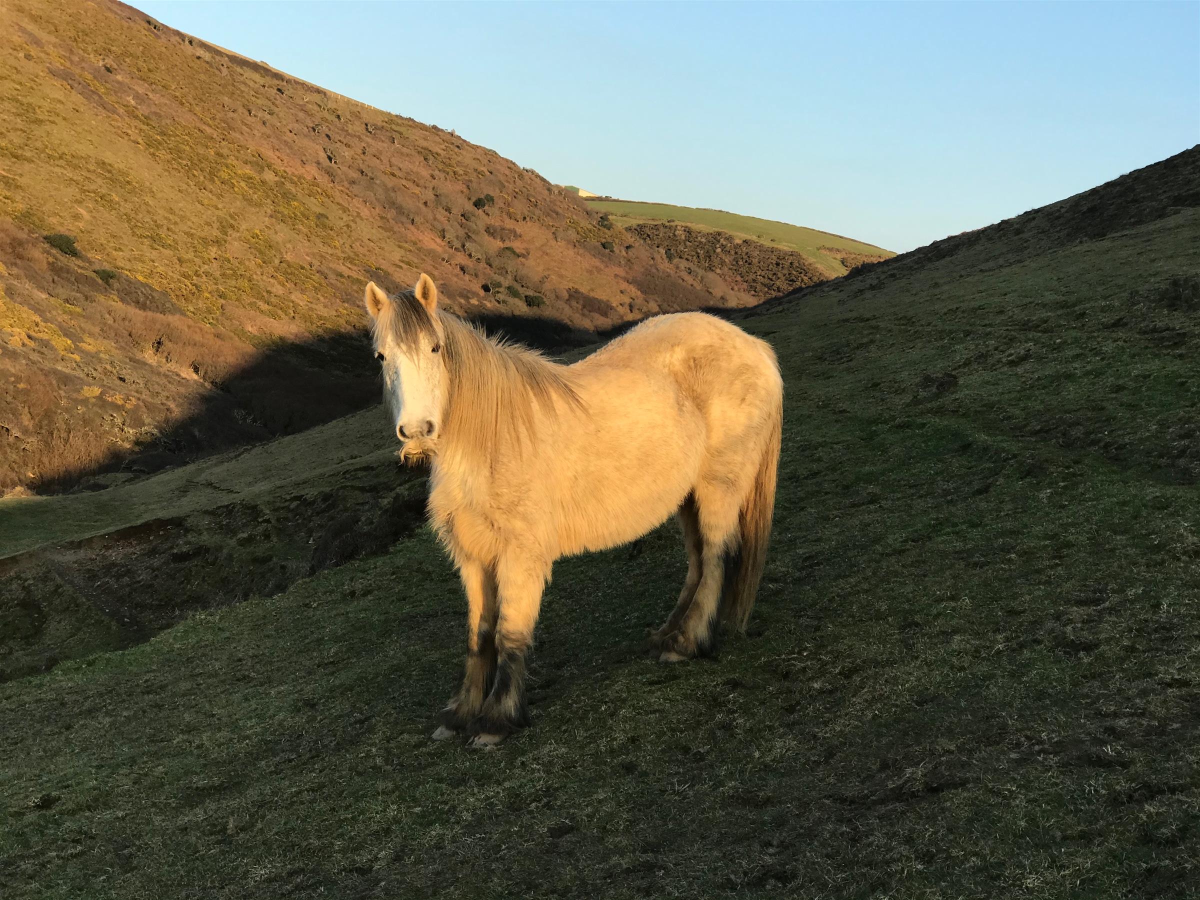 wild pony with moustache on the cliffs