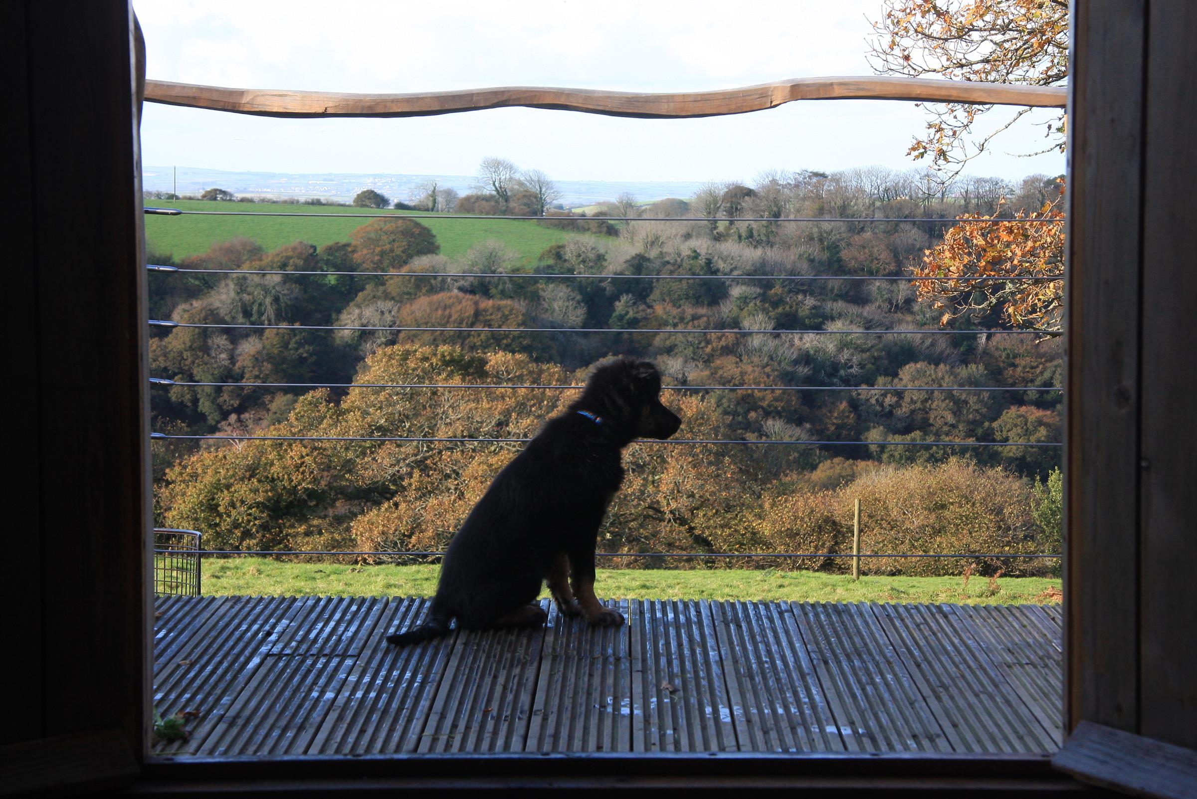 Dog friendly yurt with a beautiful view.
