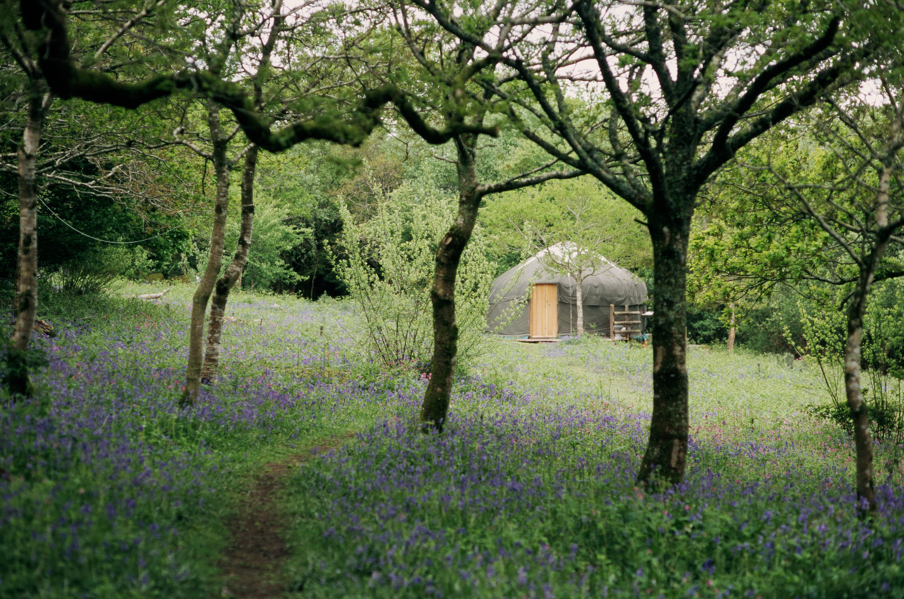 The Green Man yurt is hidden away among the oak and hawthorn trees