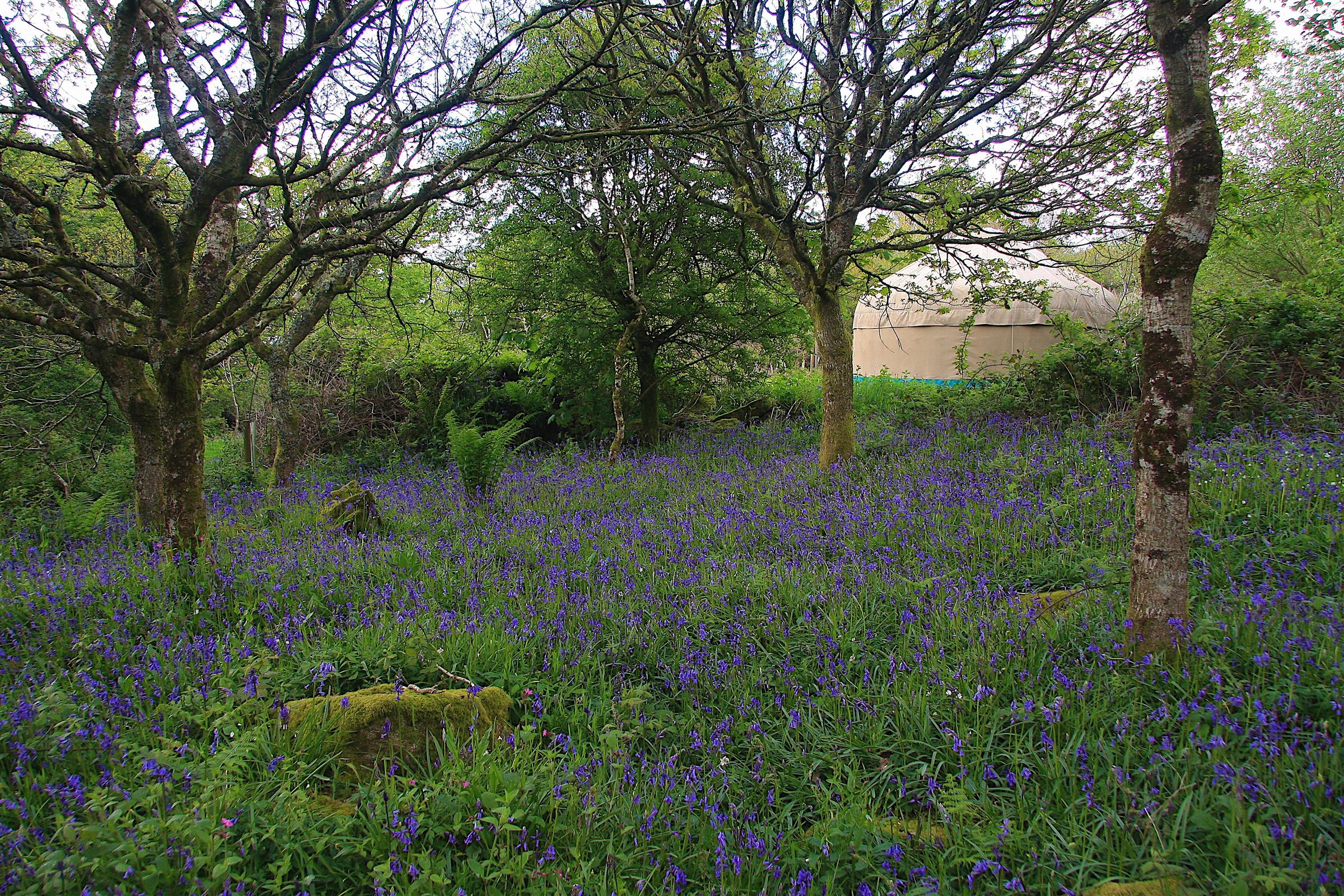 Bluebell wood and oak trees behind the yurt